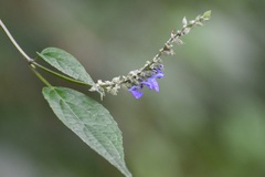 Salvia connivens
