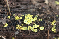 Chlorosplenium chlora