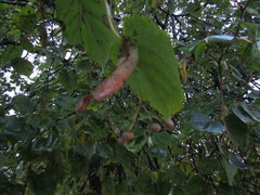 Tilia cordata
