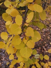 Populus tremula