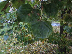 Tilia cordata