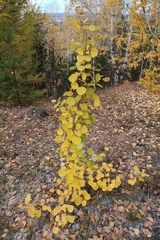 Populus tremula