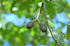 Cedrela salvadorensis