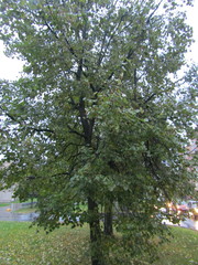 Tilia cordata