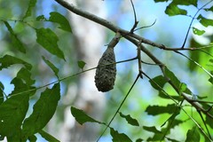 Cedrela salvadorensis