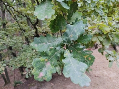 Quercus robur