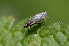 Agromyzidae
