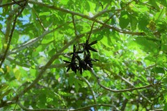 Cedrela salvadorensis