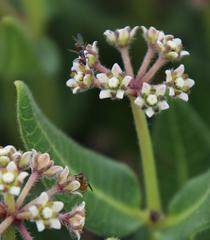 Xysmalobium parviflorum