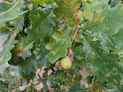 Quercus robur
