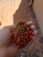 Magnolia grandiflora