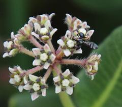 Xysmalobium parviflorum