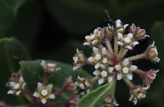 Xysmalobium parviflorum