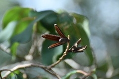 Hauya elegans