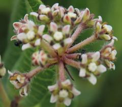 Xysmalobium parviflorum