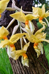 Stanhopea graveolens