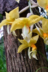Stanhopea graveolens