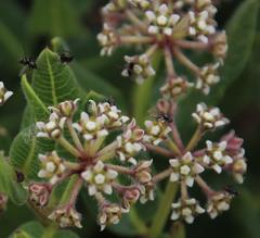 Xysmalobium parviflorum