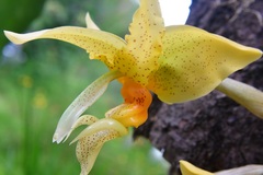 Stanhopea graveolens