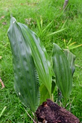 Stanhopea graveolens