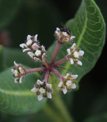 Xysmalobium parviflorum