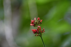 Russelia verticillata
