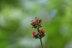 Russelia verticillata