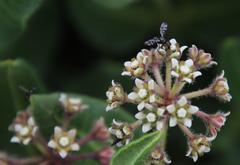 Xysmalobium parviflorum