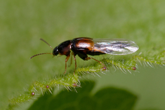 Tachyporus
