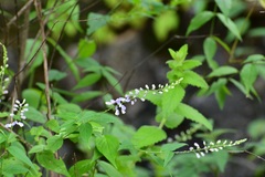 Hebecarpa costaricensis