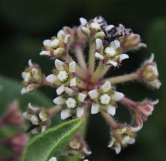 Xysmalobium parviflorum