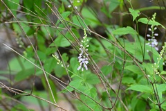 Hebecarpa costaricensis