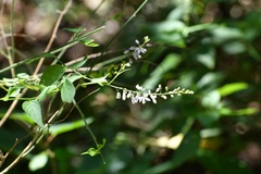 Hebecarpa costaricensis