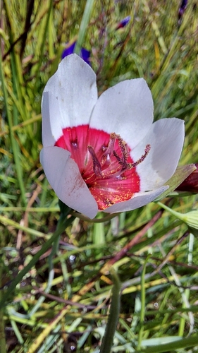 Image of Geissorhiza radians by (c) Jacques van der Merwe, some rights reserved (CC BY-SA)