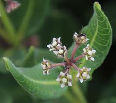 Xysmalobium parviflorum