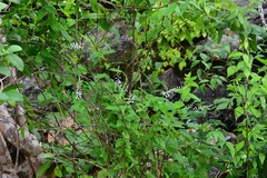 Hebecarpa costaricensis