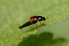 Tachyporus
