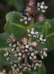 Xysmalobium parviflorum