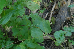 Geum × catlingii