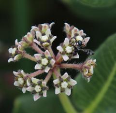 Xysmalobium parviflorum