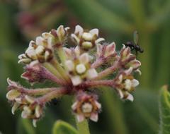 Xysmalobium parviflorum