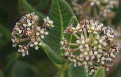 Xysmalobium parviflorum