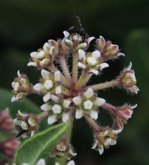 Xysmalobium parviflorum
