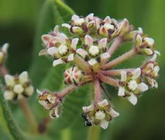 Xysmalobium parviflorum