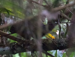 Microsciurus flaviventer