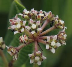 Xysmalobium parviflorum