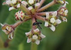 Xysmalobium parviflorum