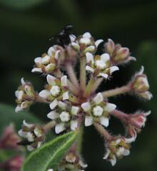 Xysmalobium parviflorum