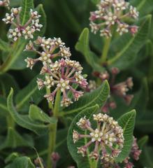 Xysmalobium parviflorum