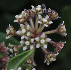 Xysmalobium parviflorum